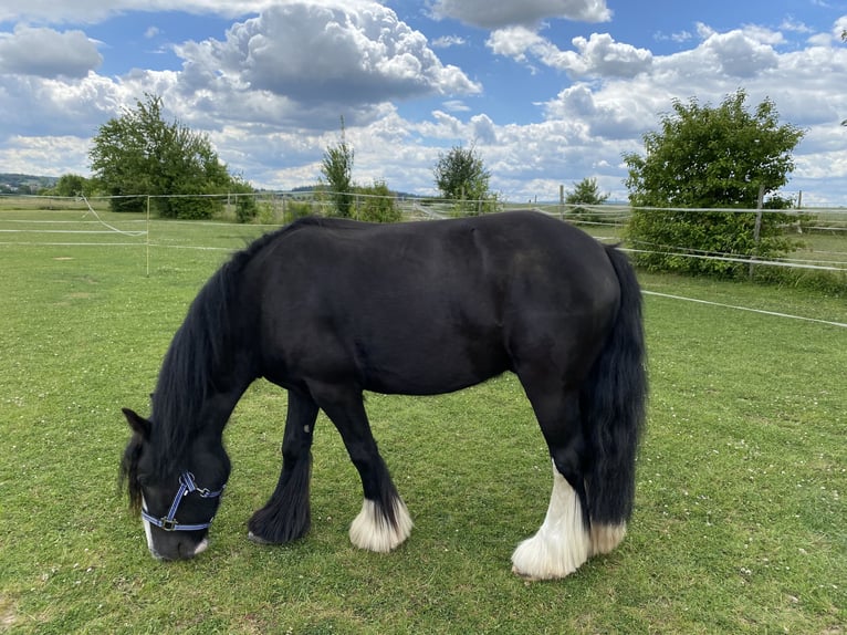 Gypsy Horse Gelding 9 years 12,3 hh Black in Groß-Umstadt