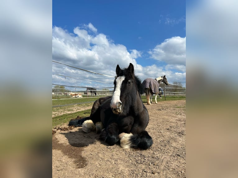 Gypsy Horse Gelding 9 years 12,3 hh Black in Groß-Umstadt