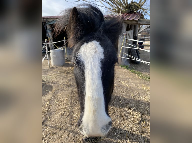 Gypsy Horse Gelding 9 years 12,3 hh Black in Groß-Umstadt