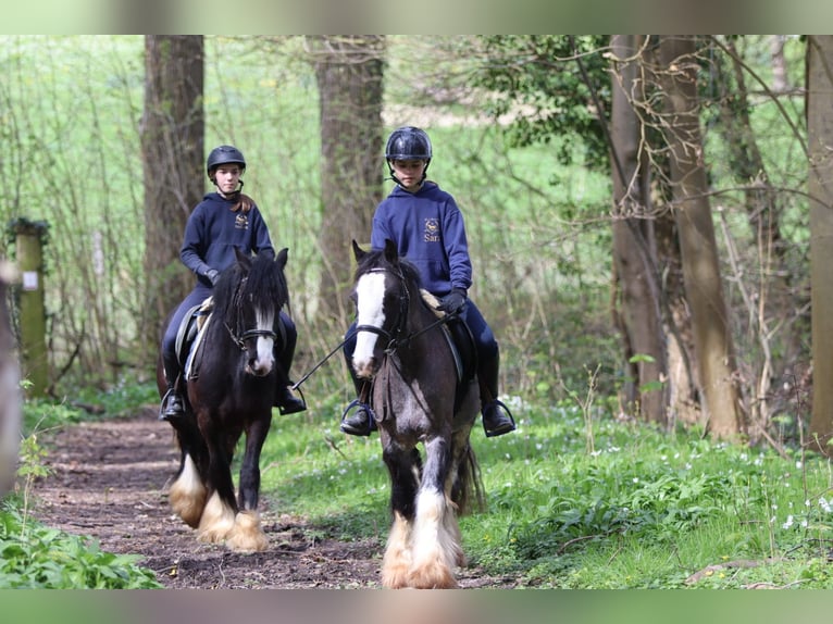 Gypsy Horse Gelding 9 years 13.1 hh Black in Pepingen