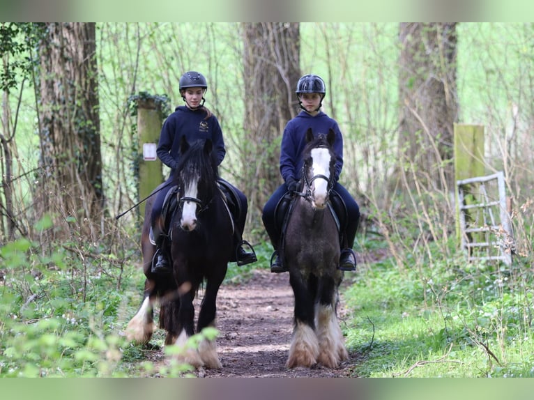Gypsy Horse Gelding 9 years 13.1 hh Black in Pepingen