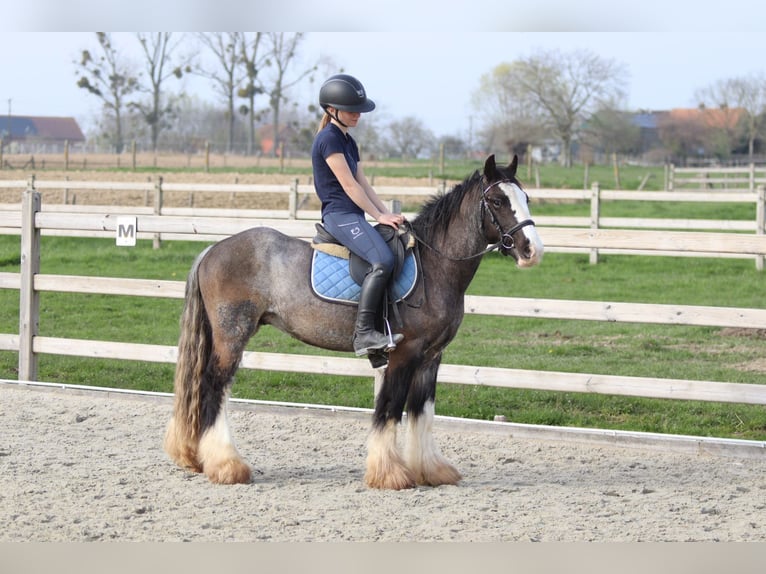 Gypsy Horse Gelding 9 years 13.1 hh Black in Pepingen