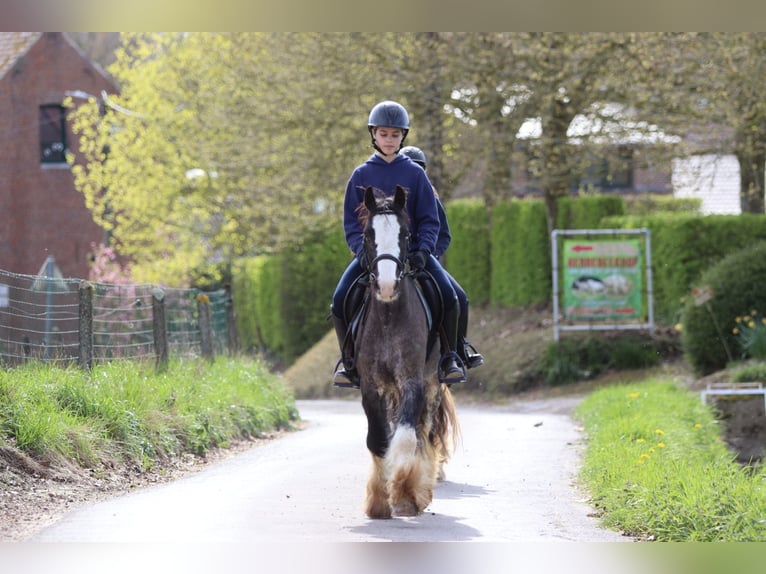 Gypsy Horse Gelding 9 years 13.1 hh Black in Pepingen