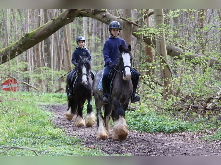 Gypsy Horse Gelding 9 years 13.1 hh Black in Pepingen