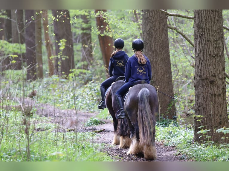 Gypsy Horse Gelding 9 years 13.1 hh Black in Pepingen