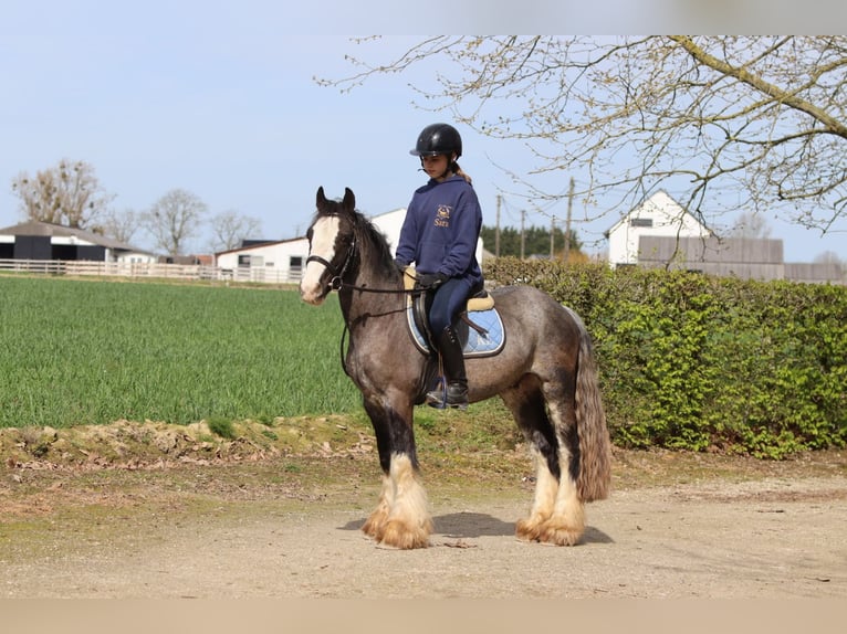 Gypsy Horse Gelding 9 years 13.1 hh Black in Pepingen