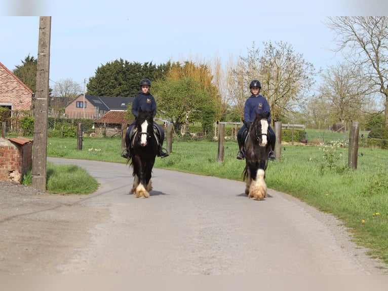 Gypsy Horse Gelding 9 years 13.1 hh Black in Pepingen