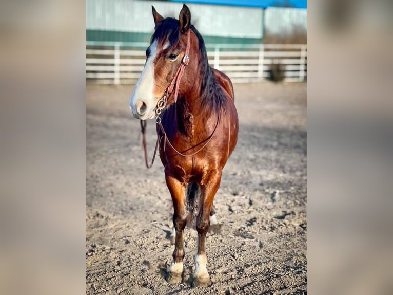 Gypsy Horse Mix Gelding 9 years 13,2 hh Bay in Comstock