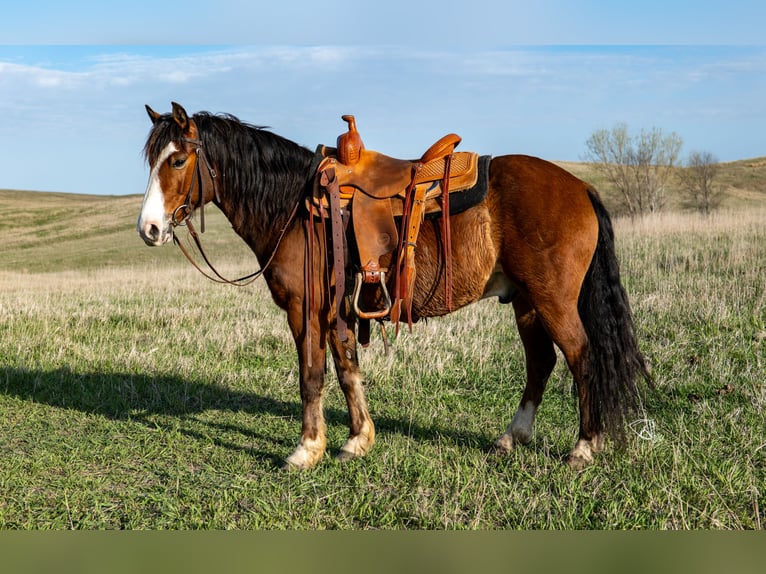 Gypsy Horse Mix Gelding 9 years 13,2 hh Bay in Comstock