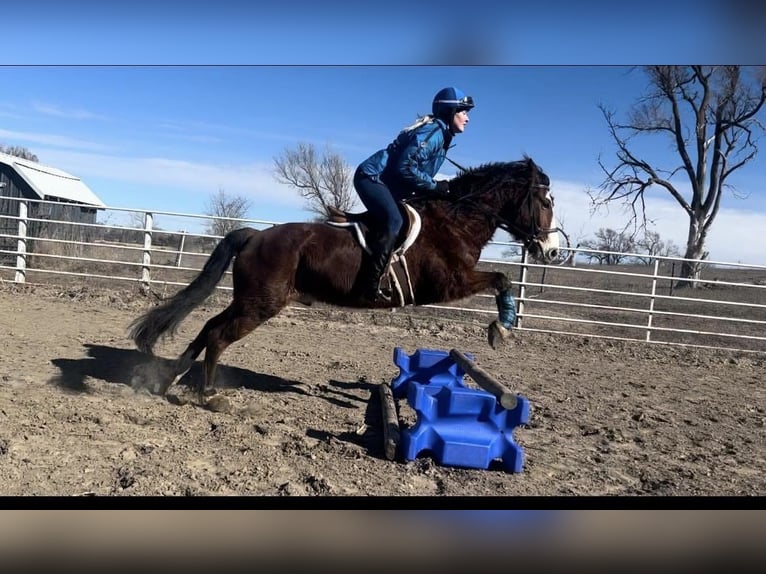 Gypsy Horse Mix Gelding 9 years 13,2 hh Bay in Comstock