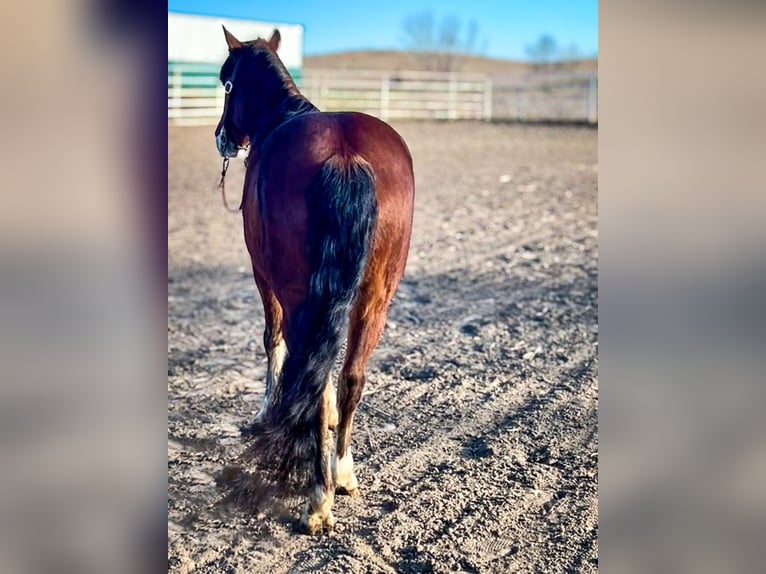 Gypsy Horse Mix Gelding 9 years 13,2 hh Bay in Comstock