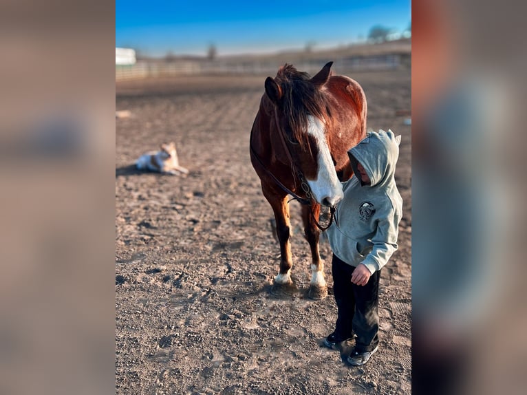 Gypsy Horse Mix Gelding 9 years 13,2 hh Bay in Comstock