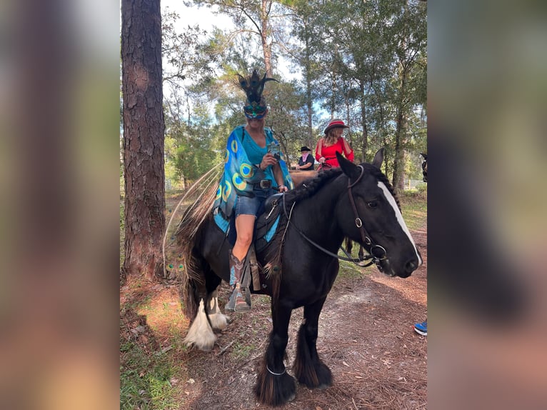Gypsy Horse Gelding 9 years 13,2 hh Black in Brooksville Florida