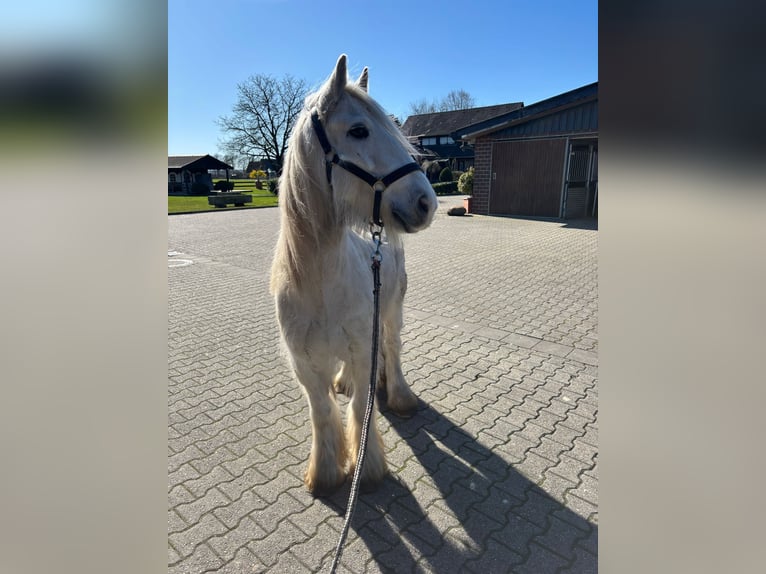 Gypsy Horse Gelding 9 years 13.2 hh Grey in Nordwalde