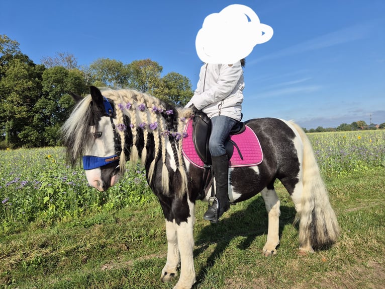 Gypsy Horse Gelding 9 years 13.2 hh Pinto in Rietbergr