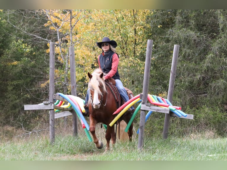 Gypsy Horse Mix Gelding 9 years 13,2 hh Sorrel in Purdy, MO