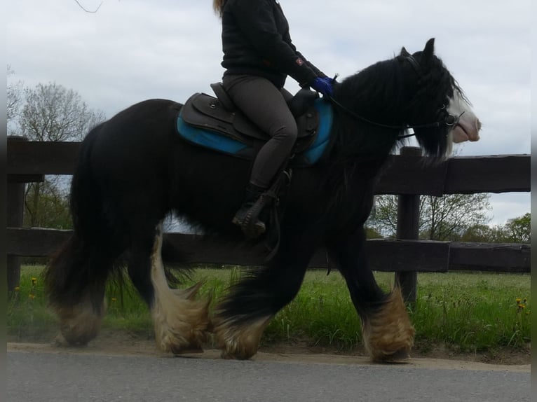 Gypsy Horse Gelding 9 years 13 hh Black in Lathen
