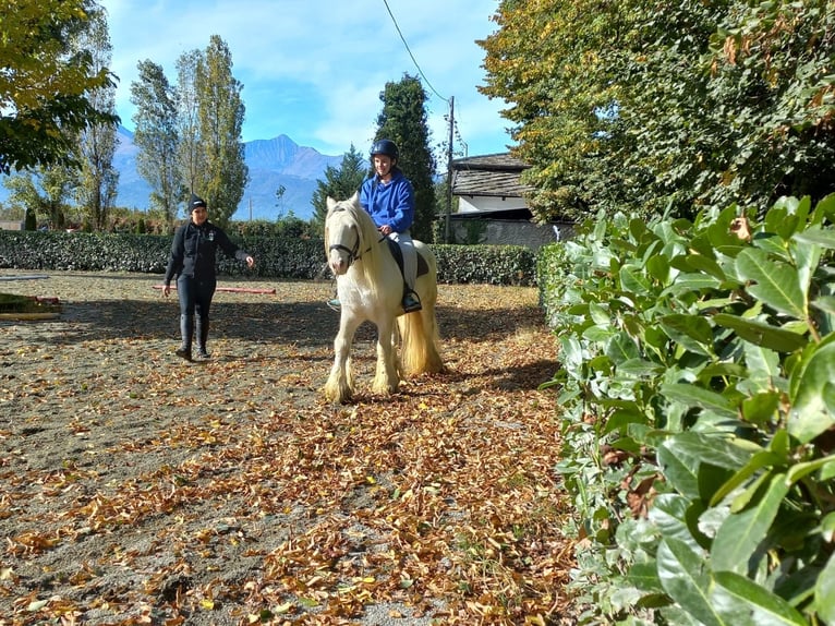 Gypsy Horse Gelding 9 years 13 hh in Morimondo