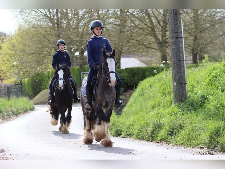 Gypsy Horse Gelding 9 years 13,1 hh Black in Pepingen