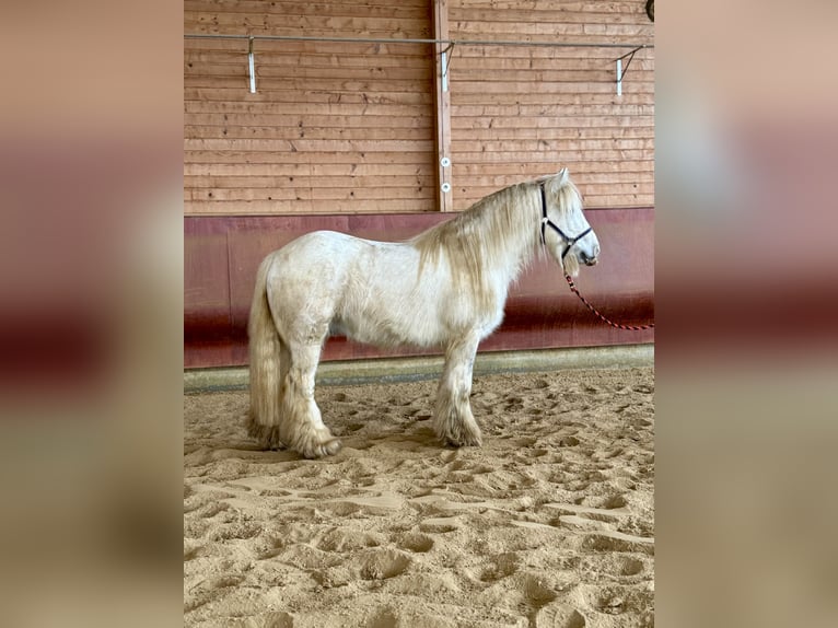 Gypsy Horse Gelding 9 years 13,1 hh Pinto in Achstetten