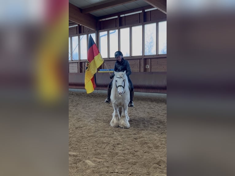 Gypsy Horse Gelding 9 years 13,1 hh Pinto in Achstetten
