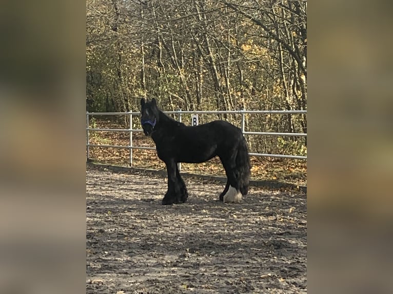 Gypsy Horse Gelding 9 years 14.1 hh Black in Feuchtwangen