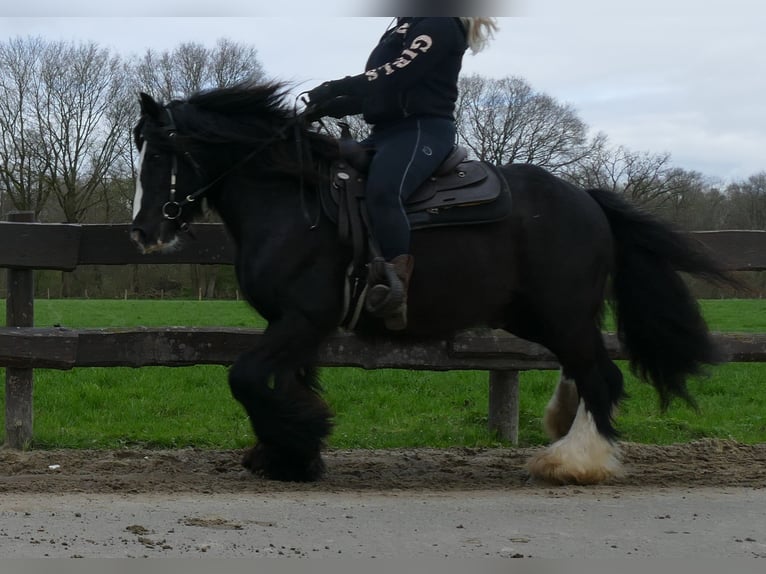 Gypsy Horse Gelding 9 years 14,1 hh Black in Lathen