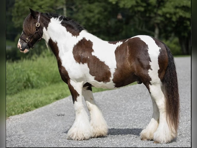 Gypsy Horse Gelding 9 years 14,1 hh Tobiano-all-colors in Princeton, KY