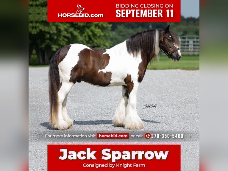 Gypsy Horse Gelding 9 years 14,1 hh Tobiano-all-colors in Princeton, KY