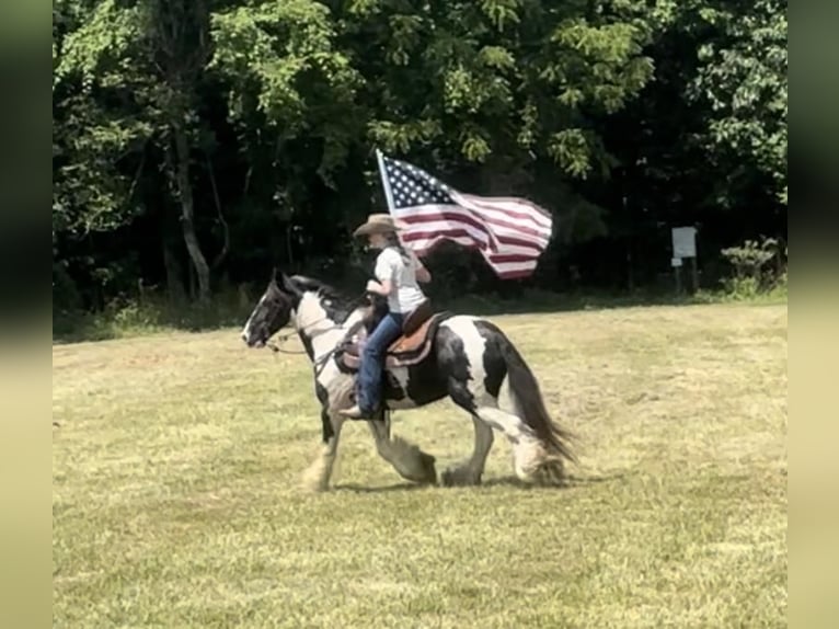 Gypsy Horse Gelding 9 years 14,1 hh Tobiano-all-colors in Princeton, KY