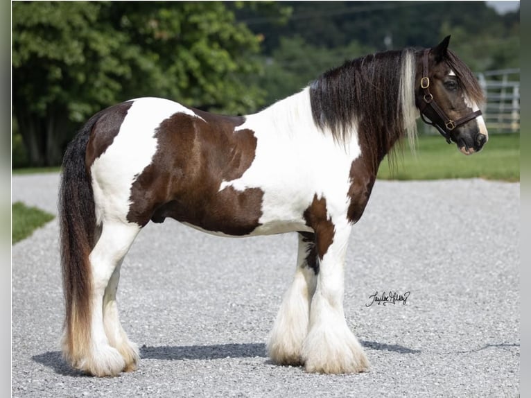 Gypsy Horse Gelding 9 years 14,1 hh Tobiano-all-colors in Princeton, KY