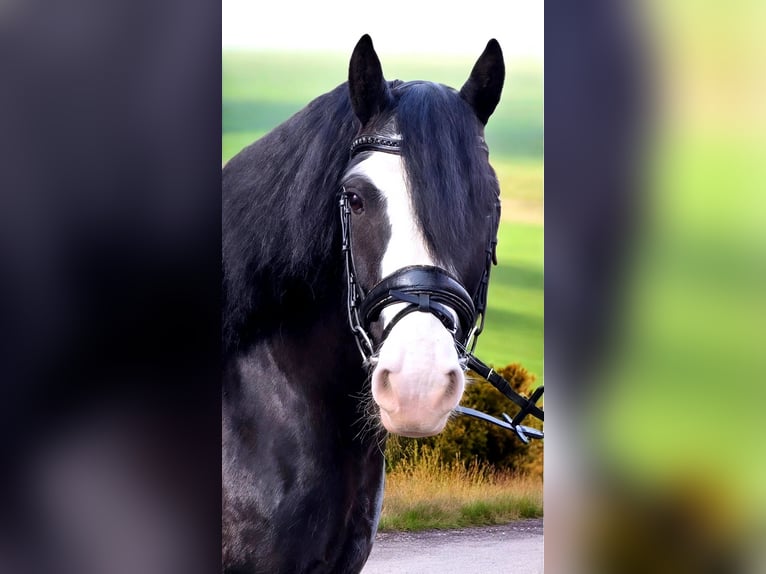 Gypsy Horse Gelding 9 years 14.2 hh Black in Warendorf
