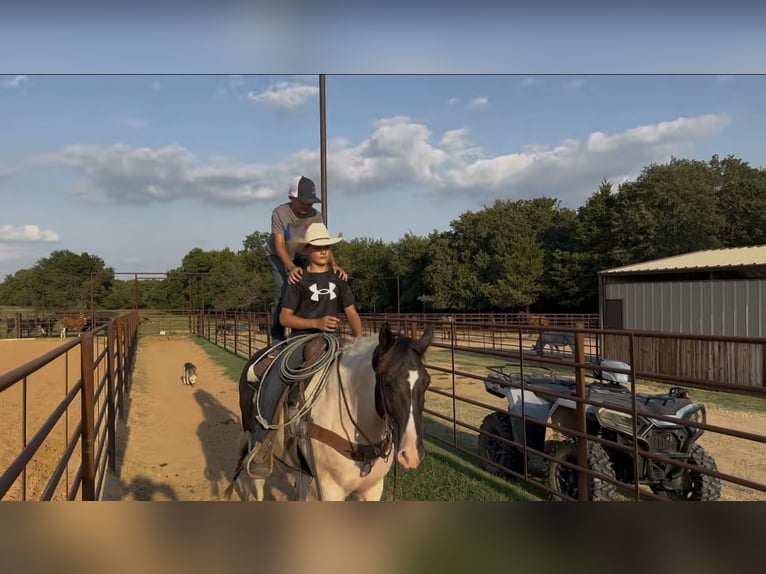 Gypsy Horse Mix Gelding 9 years 14,2 hh in Madill, OK