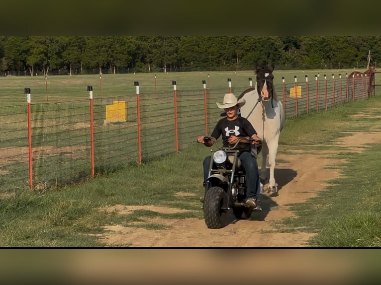 Gypsy Horse Mix Gelding 9 years 14,2 hh in Madill, OK