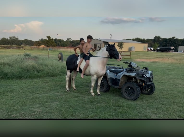 Gypsy Horse Mix Gelding 9 years 14,2 hh in Madill, OK