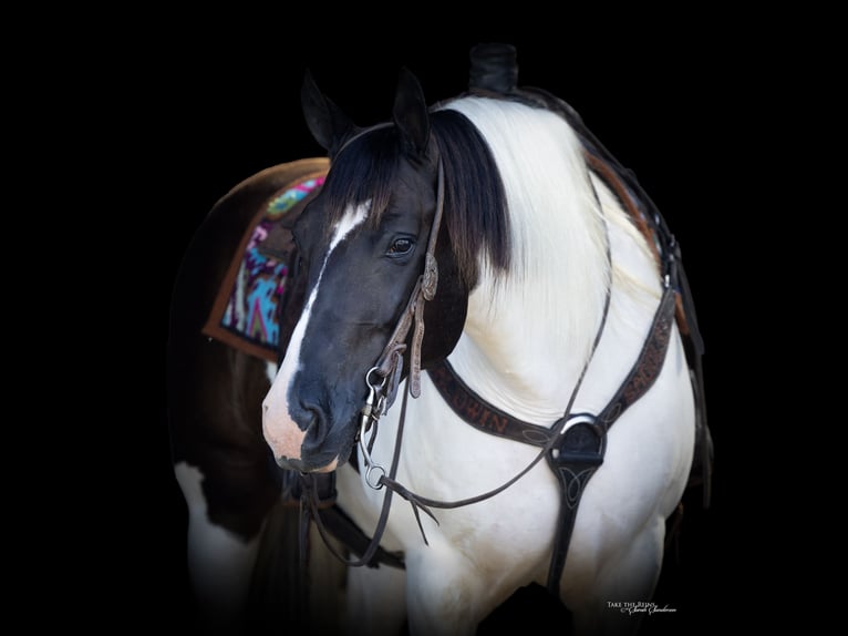 Gypsy Horse Mix Gelding 9 years 14,2 hh in Madill, OK