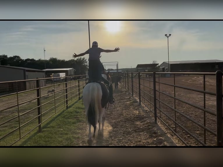Gypsy Horse Mix Gelding 9 years 14,2 hh in Madill, OK