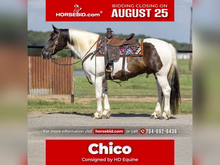 Gypsy Horse Mix Gelding 9 years 14,2 hh in Madill, OK