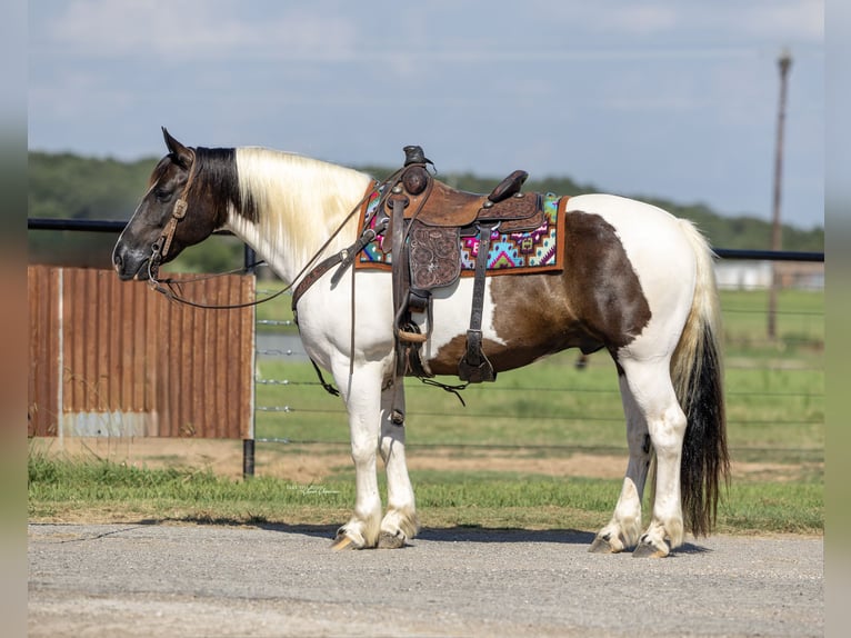 Gypsy Horse Mix Gelding 9 years 14,2 hh in Madill, OK