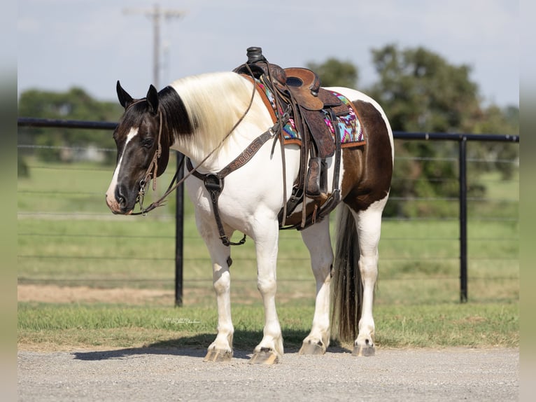 Gypsy Horse Mix Gelding 9 years 14,2 hh in Madill, OK