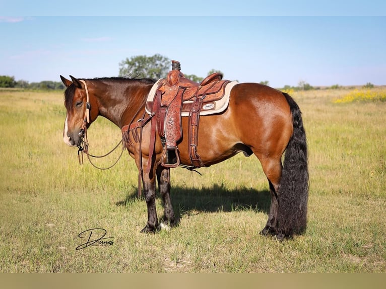 Gypsy Horse Mix Gelding 9 years 14,3 hh Bay in Thedford, NE