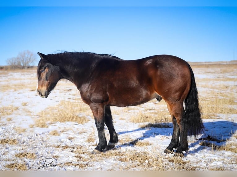 Gypsy Horse Mix Gelding 9 years 14,3 hh Bay in Thedford, NE