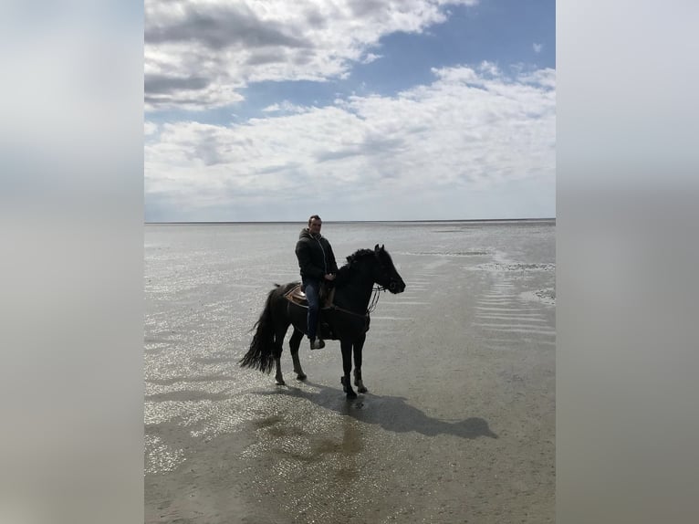 Gypsy Horse Gelding 9 years 14,3 hh Black in Haren