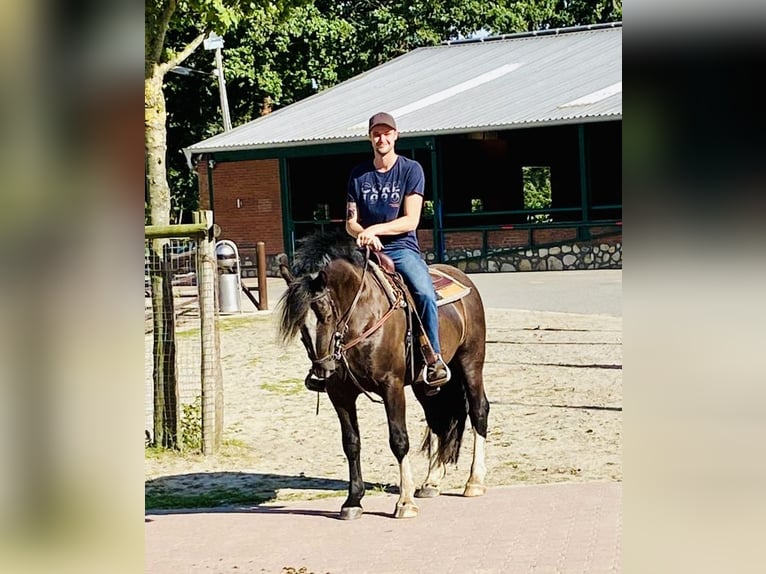 Gypsy Horse Gelding 9 years 14,3 hh Black in Haren