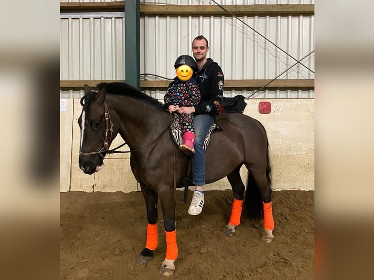 Gypsy Horse Gelding 9 years 14,3 hh Black in Haren