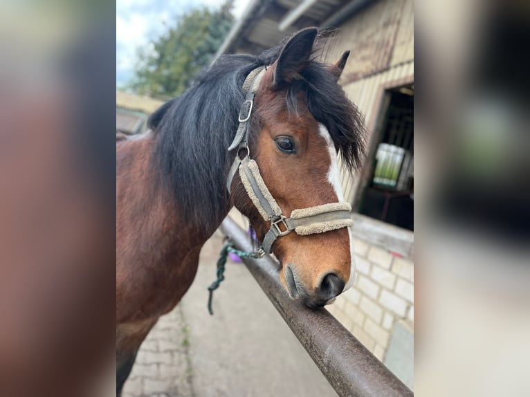 Gypsy Horse Mix Gelding 9 years 14,3 hh Brown in Hürth