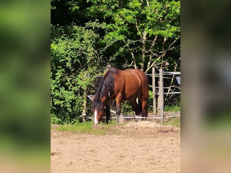 Gypsy Horse Mix Gelding 9 years 14,3 hh Brown in Hürth