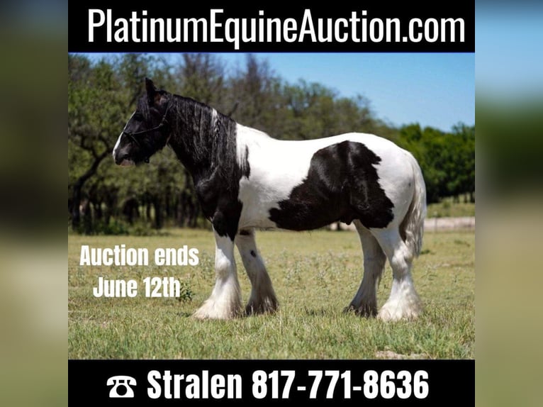 Gypsy Horse Gelding 9 years 14,3 hh Tobiano-all-colors in comanche TX