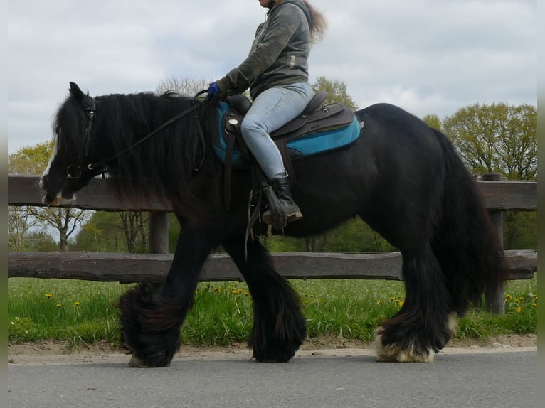 Gypsy Horse Gelding 9 years 14 hh Black in Sustrum