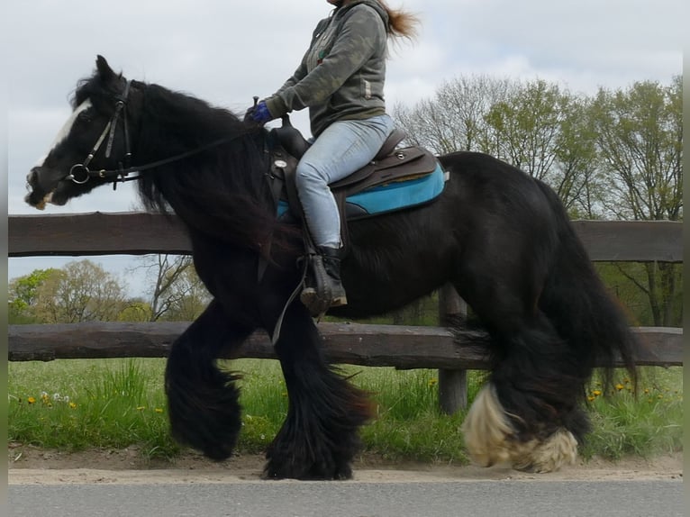 Gypsy Horse Gelding 9 years 14 hh Black in Sustrum